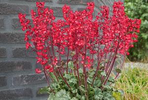 Heuchera Heucherette Red Green